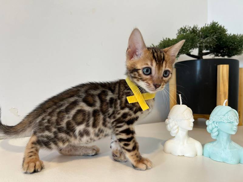 Bengal kitten Reginamur Female L 5.2 8