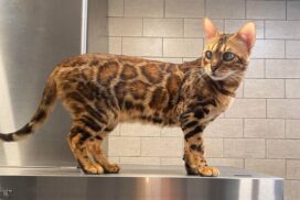 Do bengal cats need special care in New Jersey?