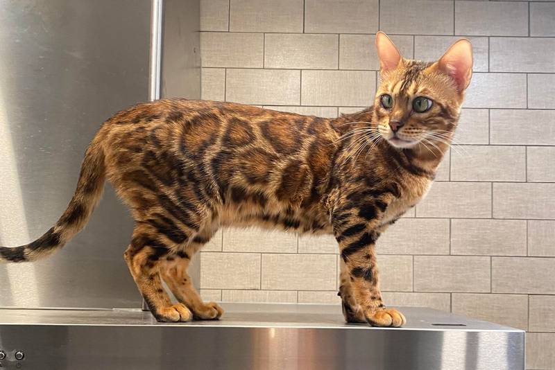 bengal cats need special care in New Jersey