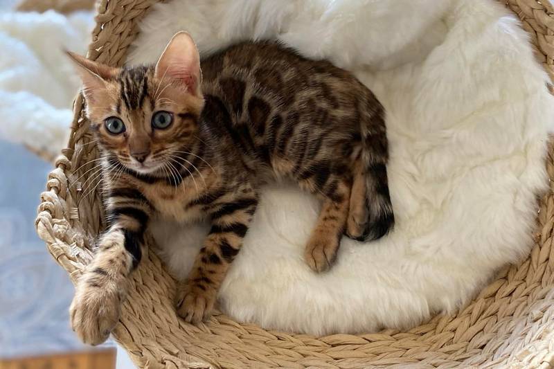 Bengal cats Newark, NJ | Нow to train a Bengal kitten?