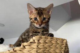 Bengal kittens for sale in Baltimore, MD | About Bengal cats