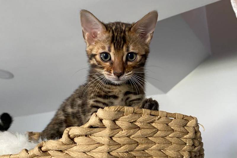 Bengal cats for sale in Baltimore, MD | About Bengal kittens