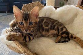 Bengal kittens for sale in Boston, MA | Are Bengal cats hypoallergenic?