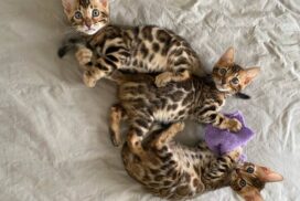 Bengal kittens for sale in Pittsburgh, PA | Bengal cat breed information