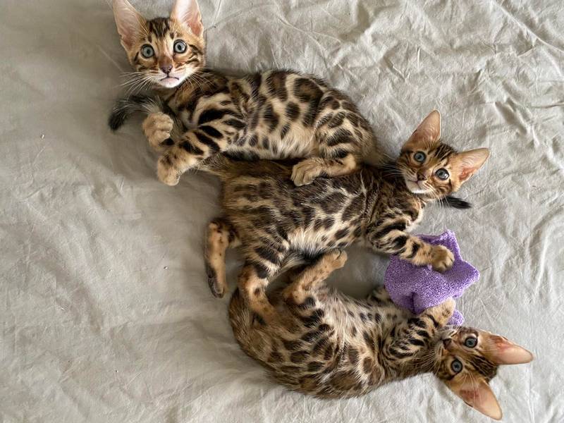 brown bengal kitten