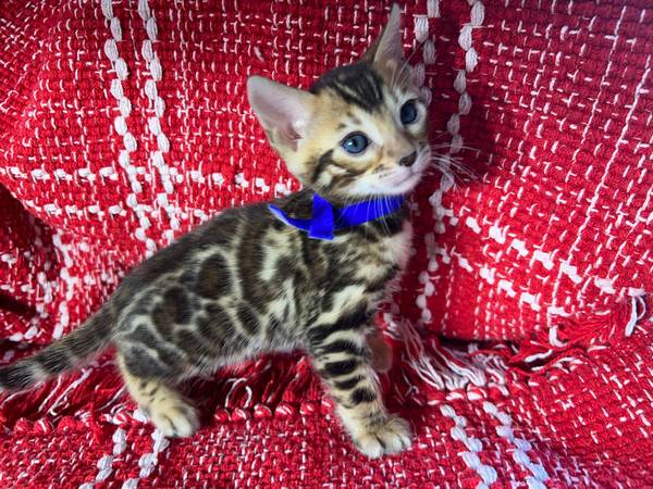 Bengal kittens available | Bengal kittens available now