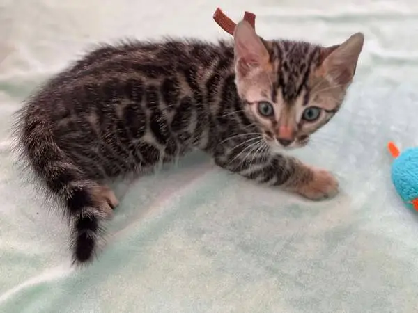 Male O2 light brown collar