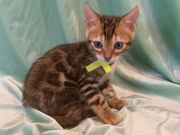 Male I1 Light green collar