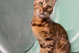 Bengal Queen Mila