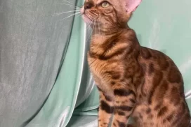 Bengal Queen Mila