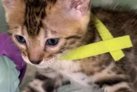 Boy yellow collar V2-05.21.25