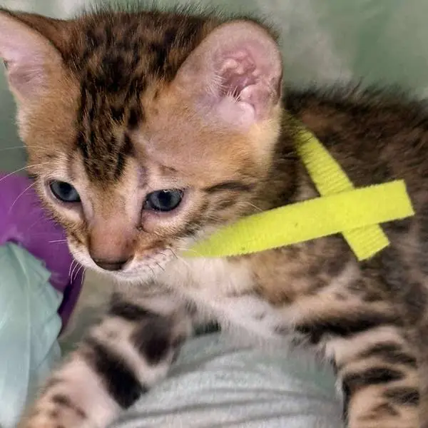 Boy yellow collar V2
