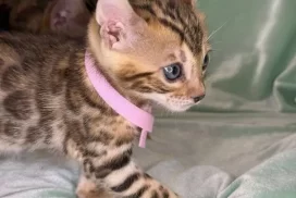 Girl pink collar V1-05.21.25