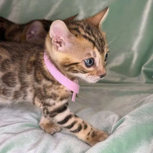 Girl pink collar V1