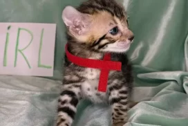 Girl red collar B1-05.22.25