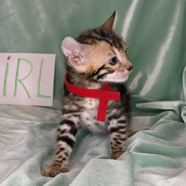 Girl red collar B1