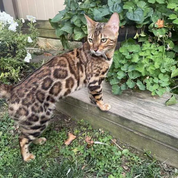 Nickole Bengal Queen Reginamur