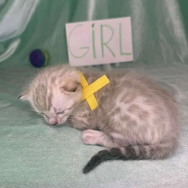 girl g3 1