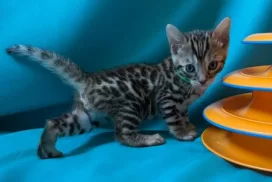 Boy green EM3-3.2.26