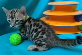 Boy lemon EM4-3.2.26