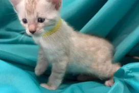 Boy yellow G2-3.9.26