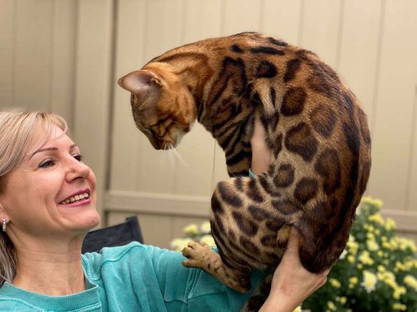 Bengal Cats breeder Philadelphia