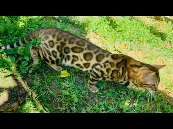 Bengal Cats breeder Philadelphia