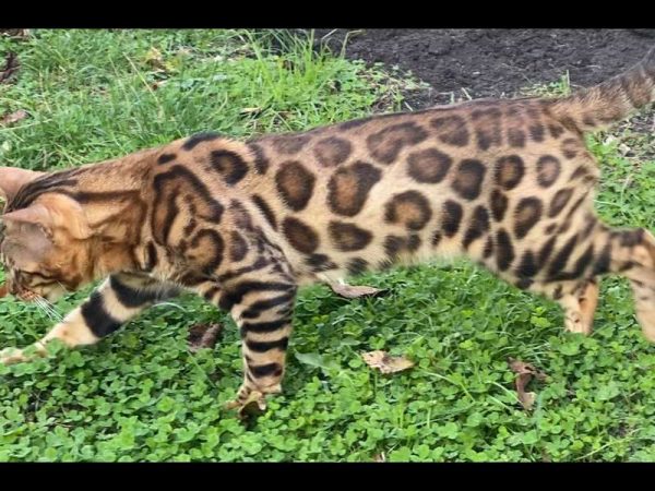 Bengal Cats breeder Philadelphia