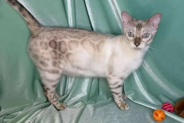 Alberta Bengal Queen Reginamur