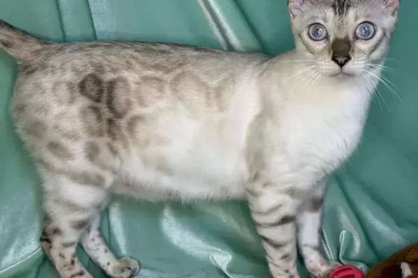 Alberta Bengal Queen Reginamur