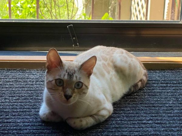 Bella Bengal Queens Reginamur