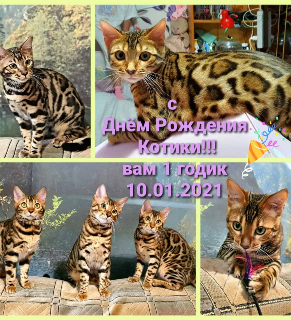 Reginamur Bengal Kittens Bengal kittens for sale Philadelphia