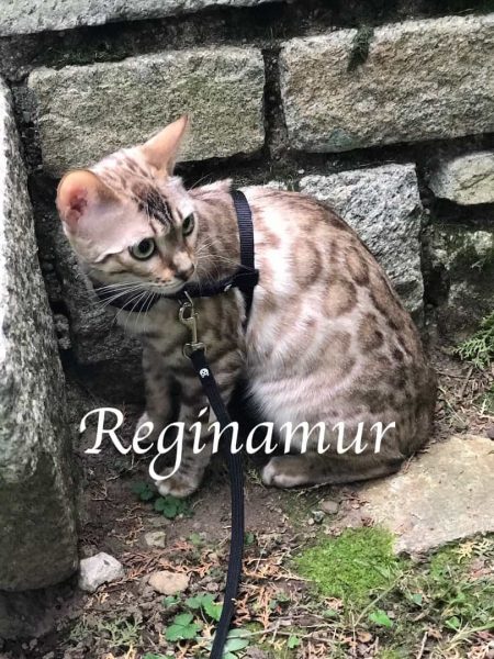 Reginamur Bengal Kittens Philadelphia