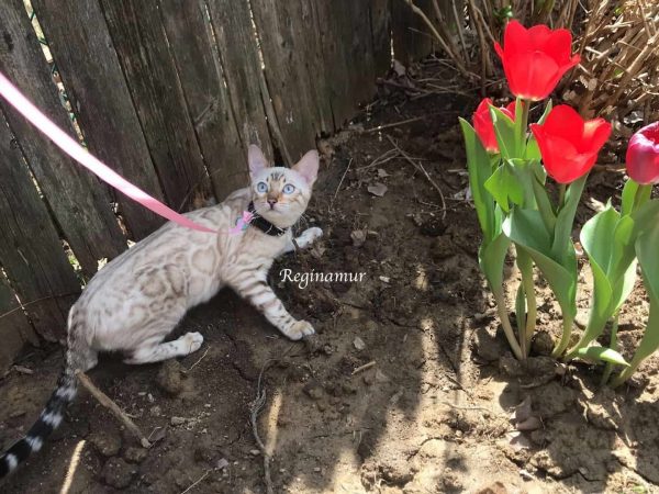 Reginamur Bengal Kittens Philadelphia