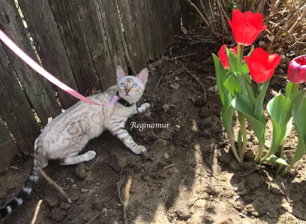 Reginamur Bengal Kittens | Cat’s Cattery Reginamur Bengal Kittens Philadelphia