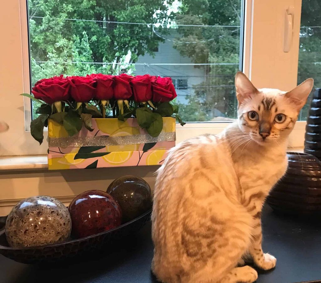 Reginamur Bengal Kittens | Cat’s Cattery Bengal Cats Cattery Philadelphia