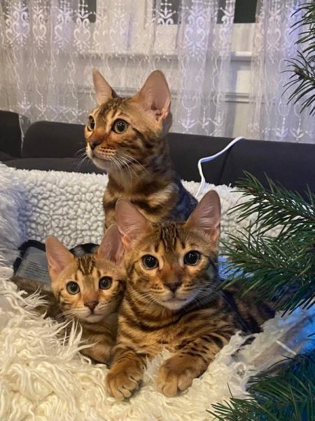 Reginamur Bengal Kittens