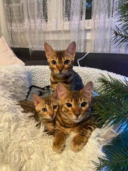 Reginamur Bengal Kittens