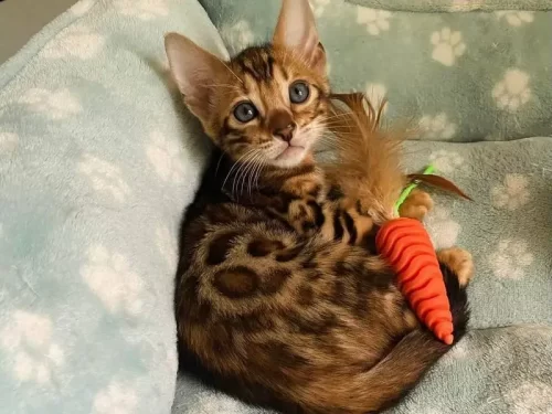 Reginamur Bengal kittens