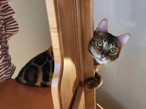 Reginamur Bengal kittens