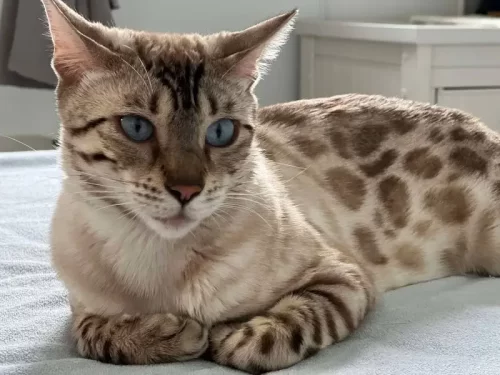 Reginamur Bengal kittens