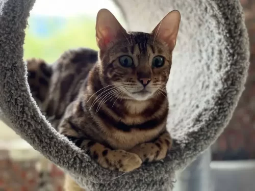 Reginamur Bengal kittens