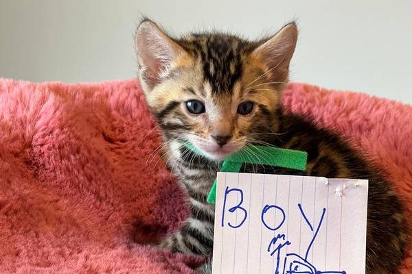 S 1.1 boy 5