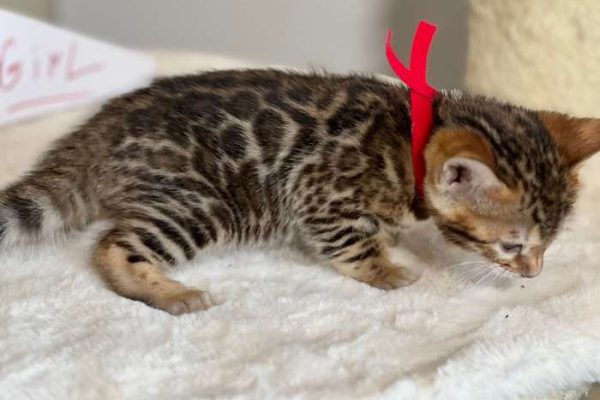 girl red collar X 03 5