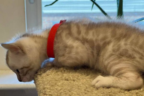 male red collar 3